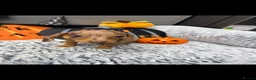 Dachshund dogs for sale: Miniature dachshunds  - Advert 16