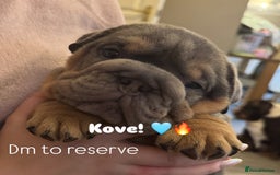 English Bulldog dogs for sale: Bettie & 007 babies short compact   - Image 18