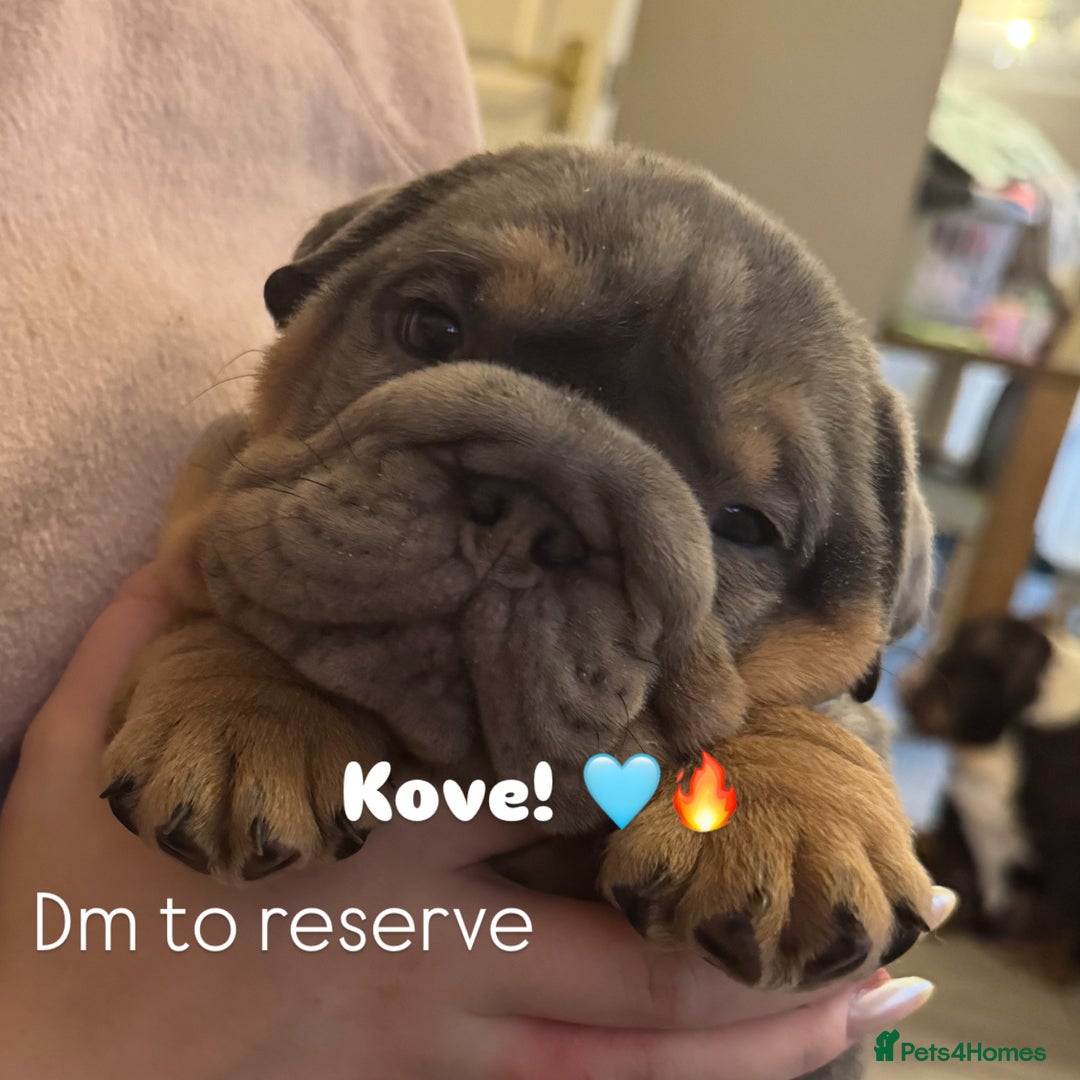 English Bulldog dogs for sale: Bettie & 007 babies short compact   - Image 18