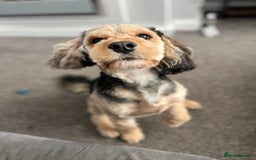 Cockapoo dogs for stud: Male dog for stud - Image 3
