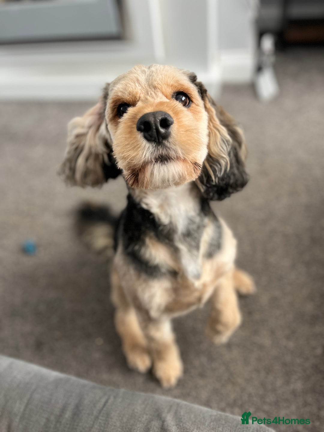 Cockapoo dogs for stud: Male dog for stud - Image 3
