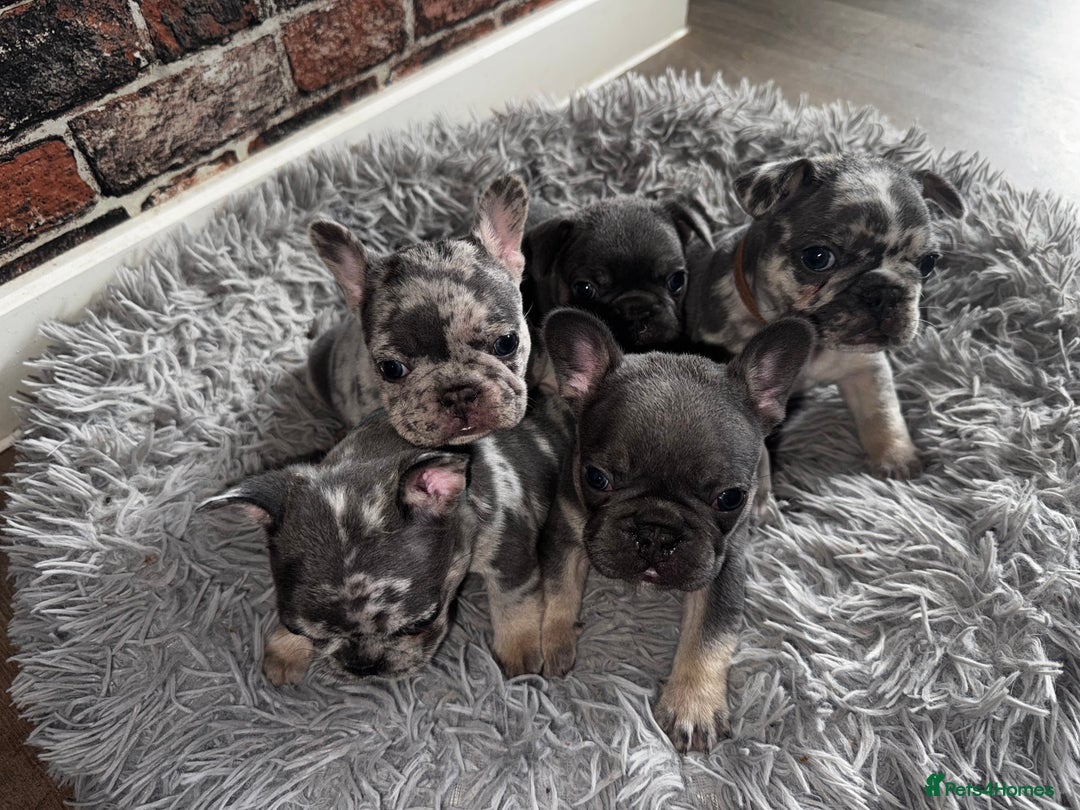 French Bulldog dogs for sale: REDUCED!!!!!! 5* French Bulldogs for sale - Image 12