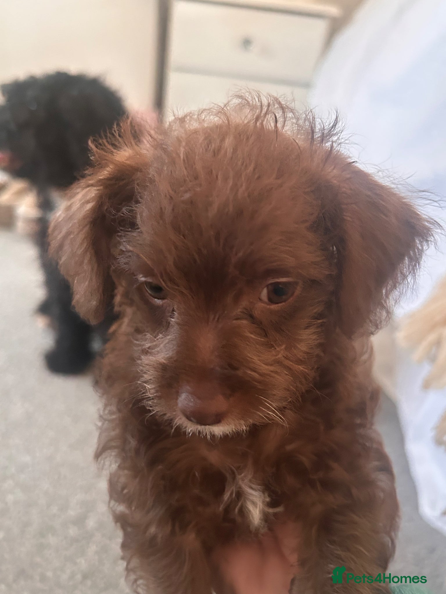 Mixed Breed dogs Ready for her new home Cockapoo, Chihuahua mix - Advert 19