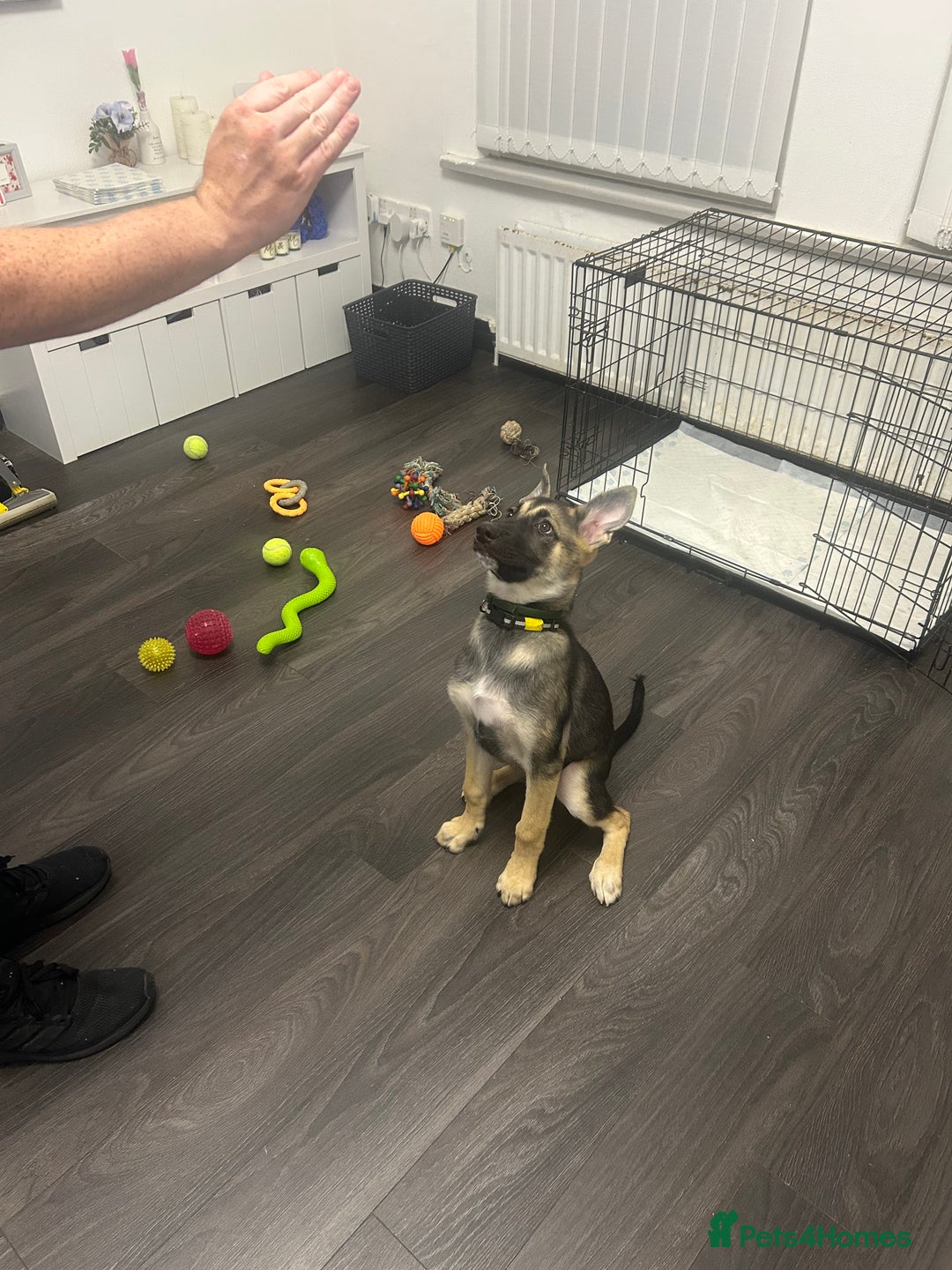 Shepsky dogs for sale: German shepherd cross  - Image 9