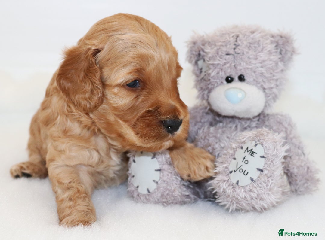 Cockapoo dogs for sale: Welcome to Cotswold Cavapoos and Cockapoos - Advert 12