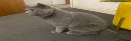 British Shorthair cats for sale: British Shorthair Male – Plush Silver Coat - Advert 5