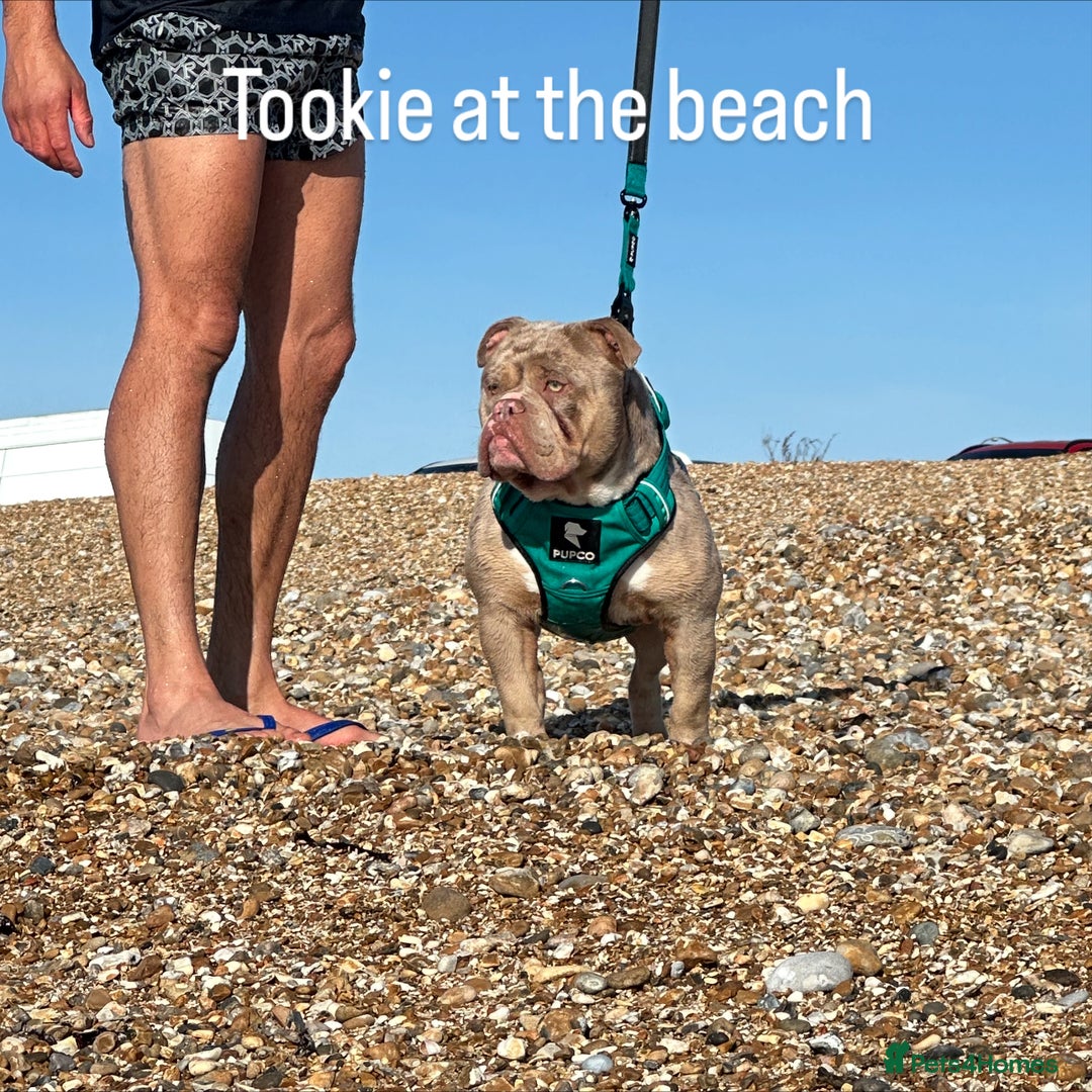 Olde English Bulldogge dogs for stud: Olde English bulldog stud  - Advert 13