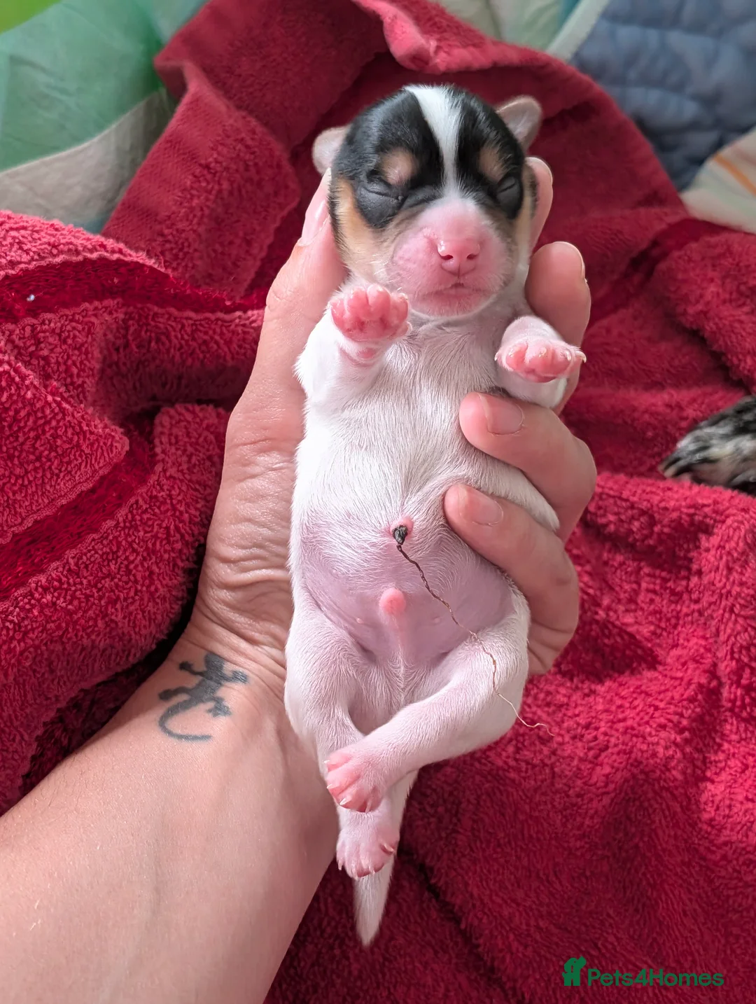 Mixed Breed dogs for sale: Mixed Breed Puppies  in Ashford - Advert 2