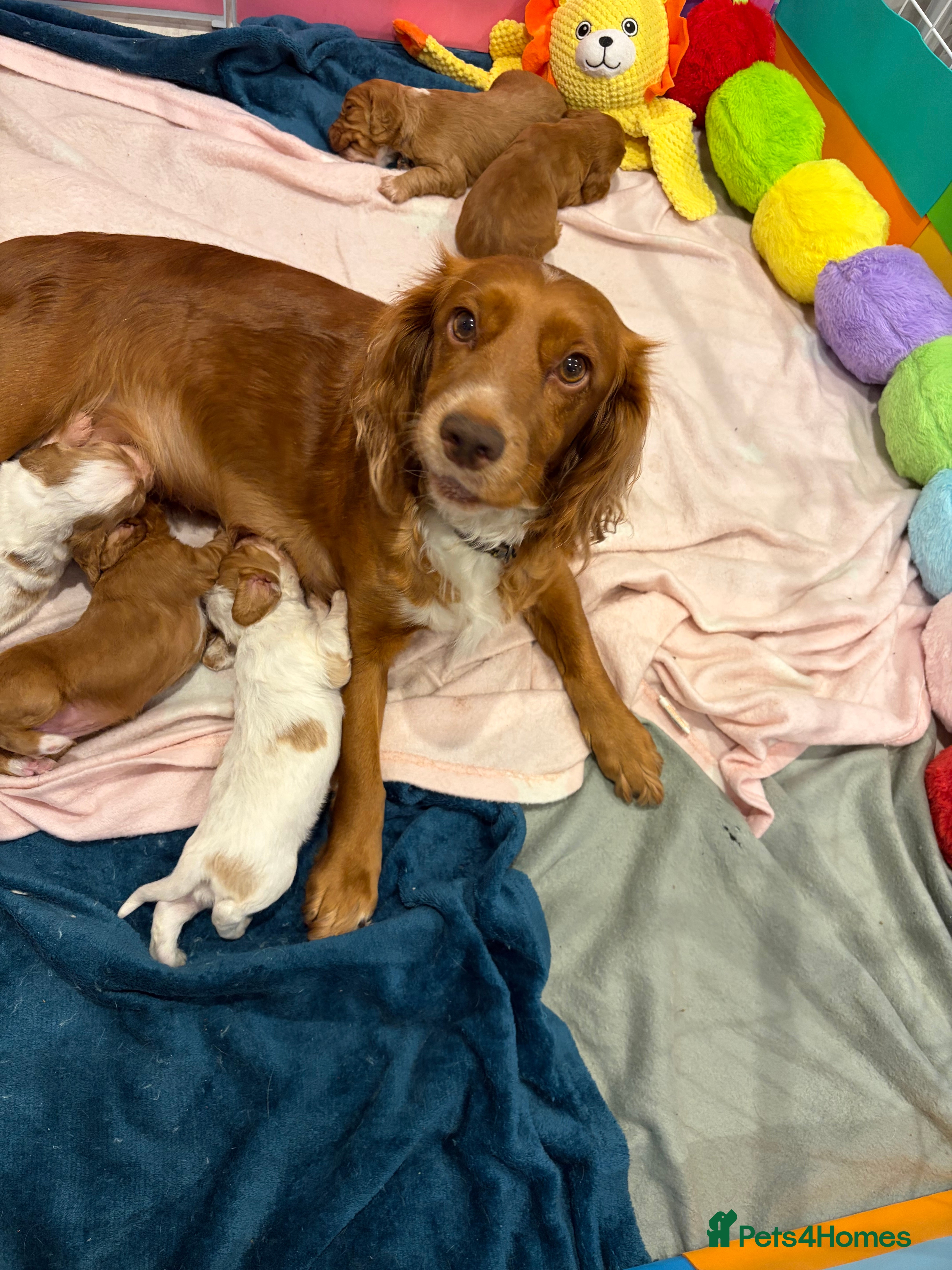 Cocker Spaniel dogs KC Registered Working Cocker Spaniel Puppies  - Advert 8