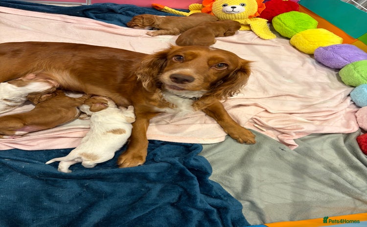 Cocker Spaniel dogs - Advert 14