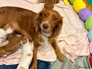 Cocker Spaniel dogs KC Registered Working Cocker Spaniel Puppies - Advert 11