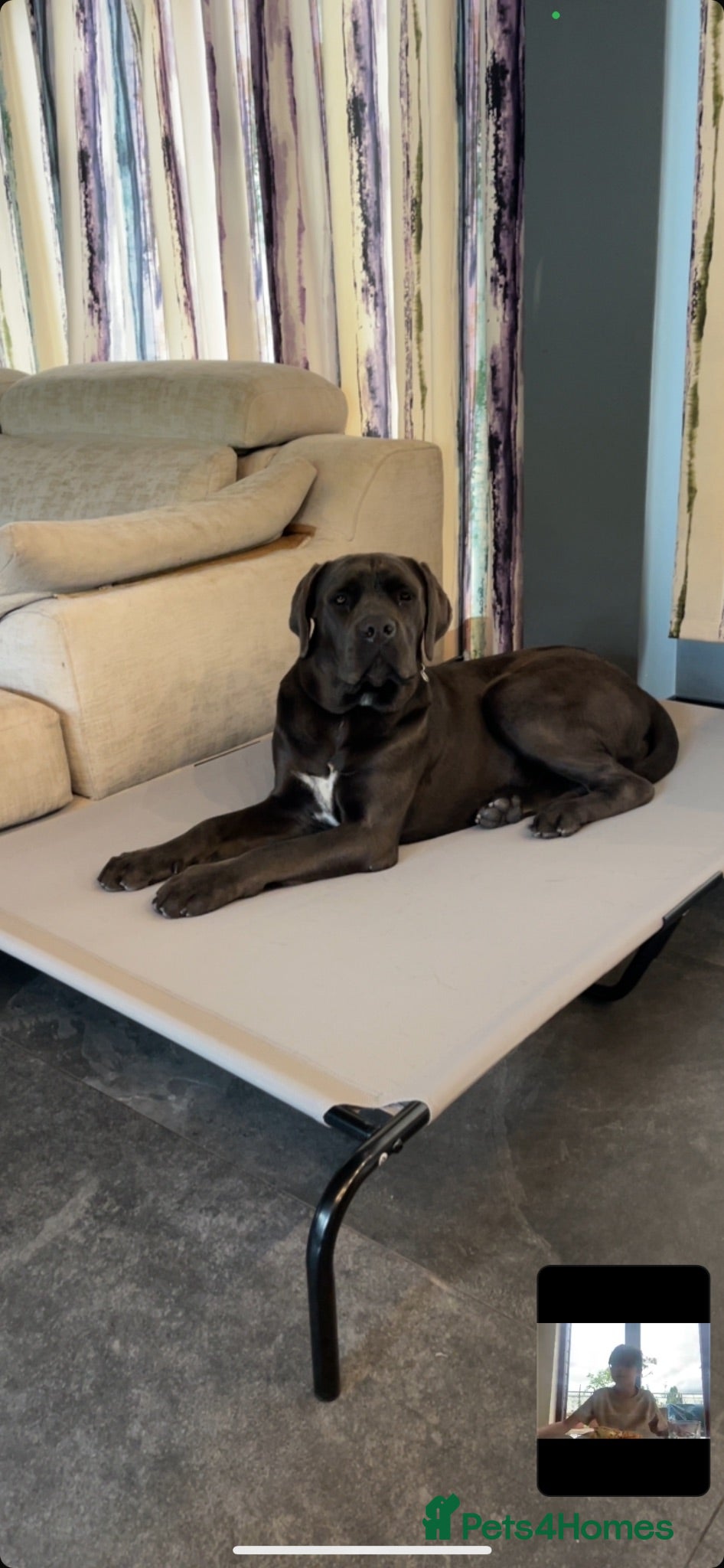 Cane Corso dogs Cane  Corso 15 month old female for sale  - Advert 10