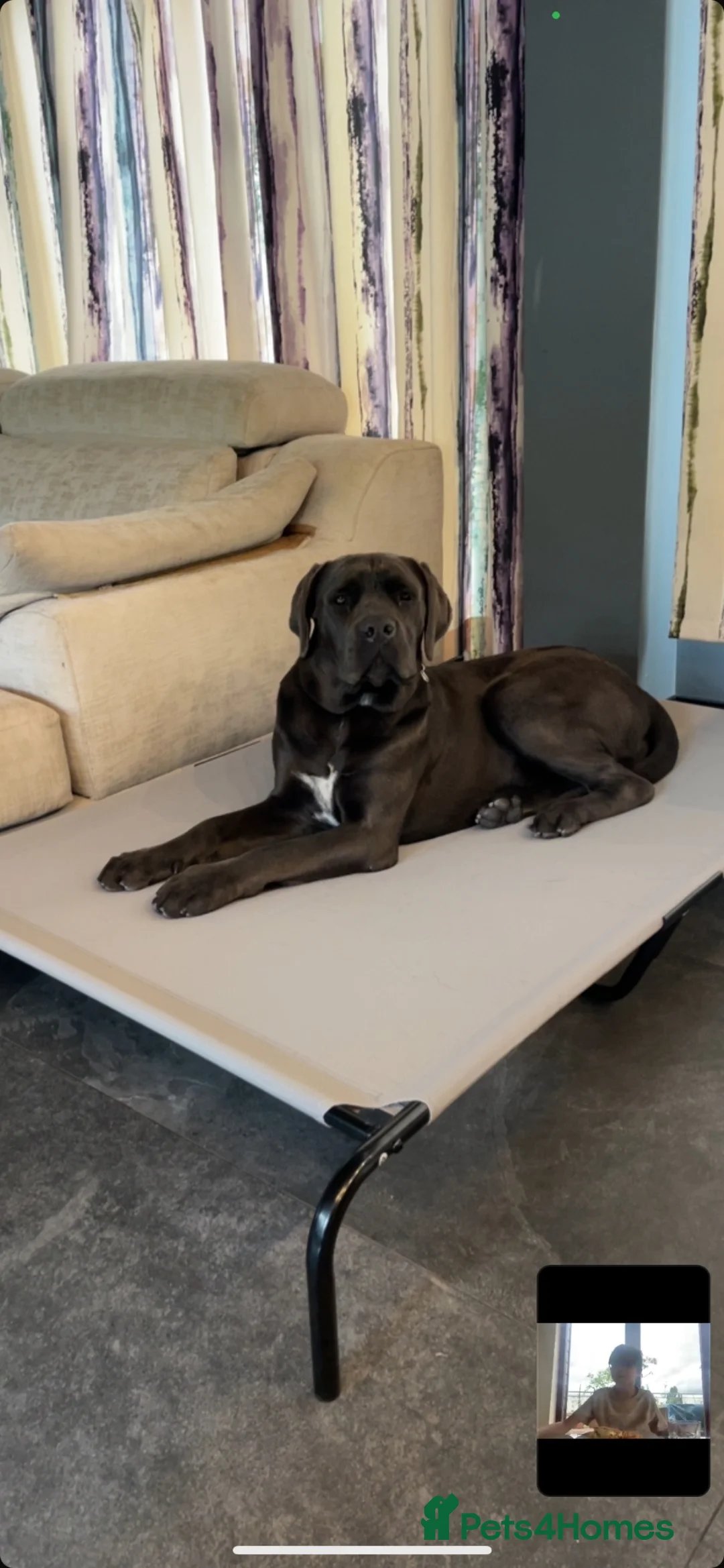 Cane Corso dogs for sale: Cane  Corso 15 month old female for sale  in London - Advert 1