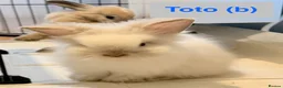 Lionhead rabbits for sale: Double Maned Lionheads Babies - Advert 30