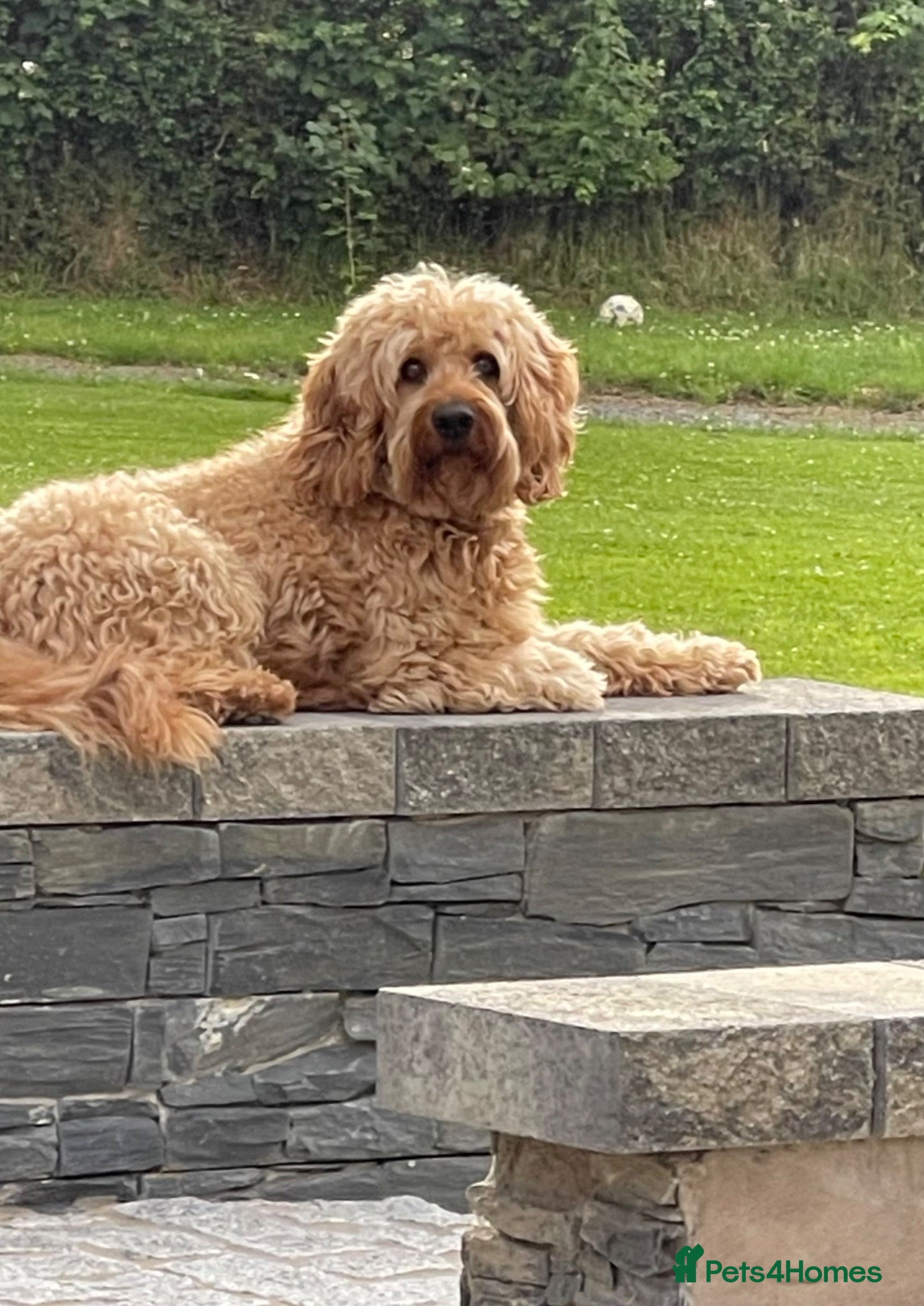 Cockapoo dogs Male Cockapoo FOR STUD ONLY - Advert 6