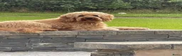 Cockapoo dogs for stud: Male Cockapoo FOR STUD ONLY - Advert 1