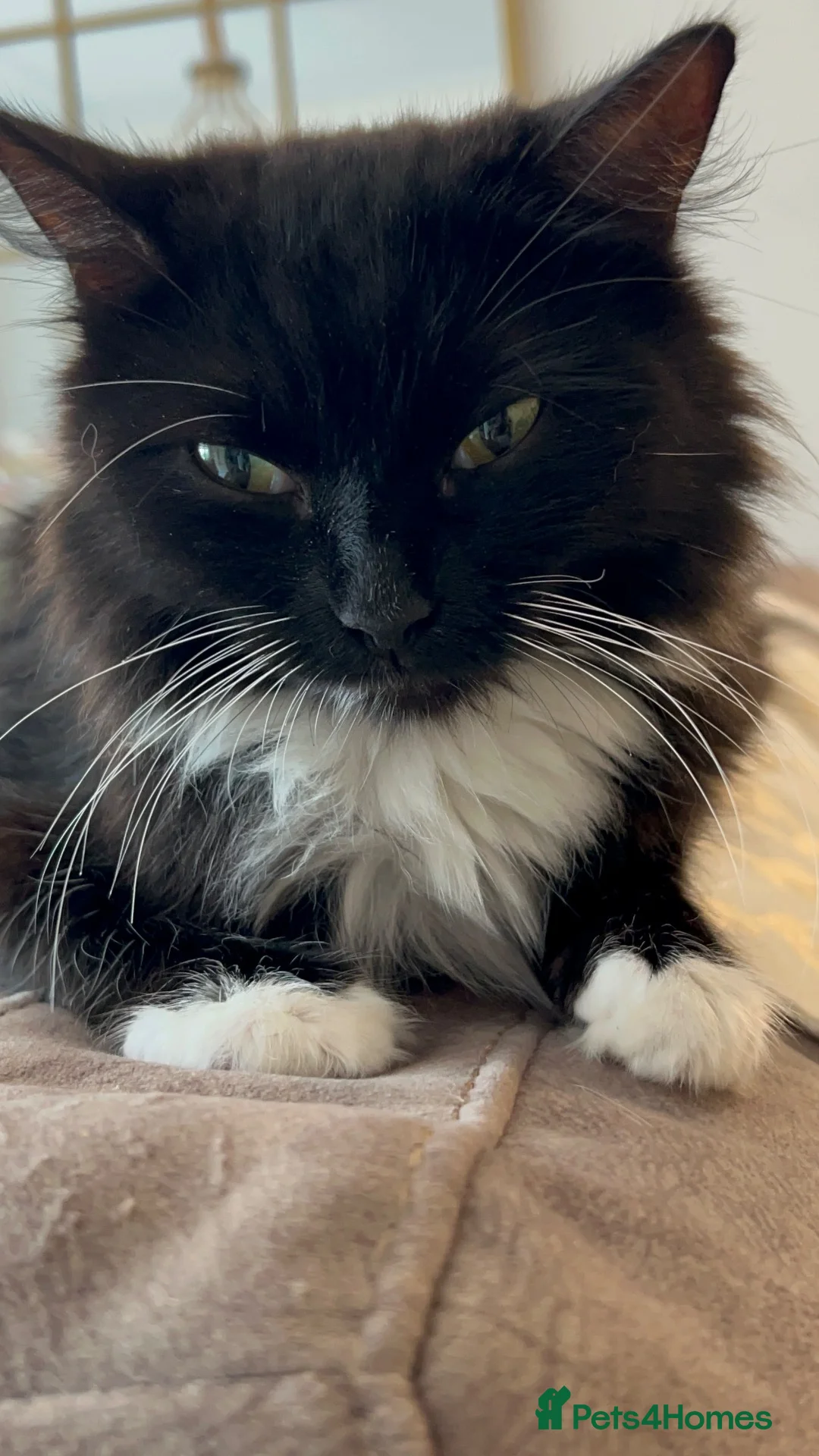 Domestic Shorthair cats for sale: Beautiful Tuxedo Kittens Looking for new Homes🐾❤️ - Advert 2