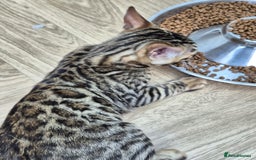 Bengal cats for sale: Bengal boy - Image 17