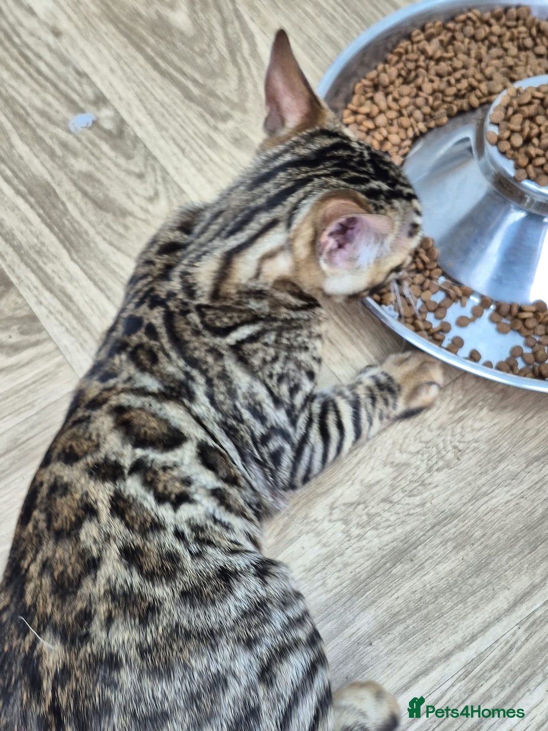 Bengal cats for sale: Bengal boy - Image 17