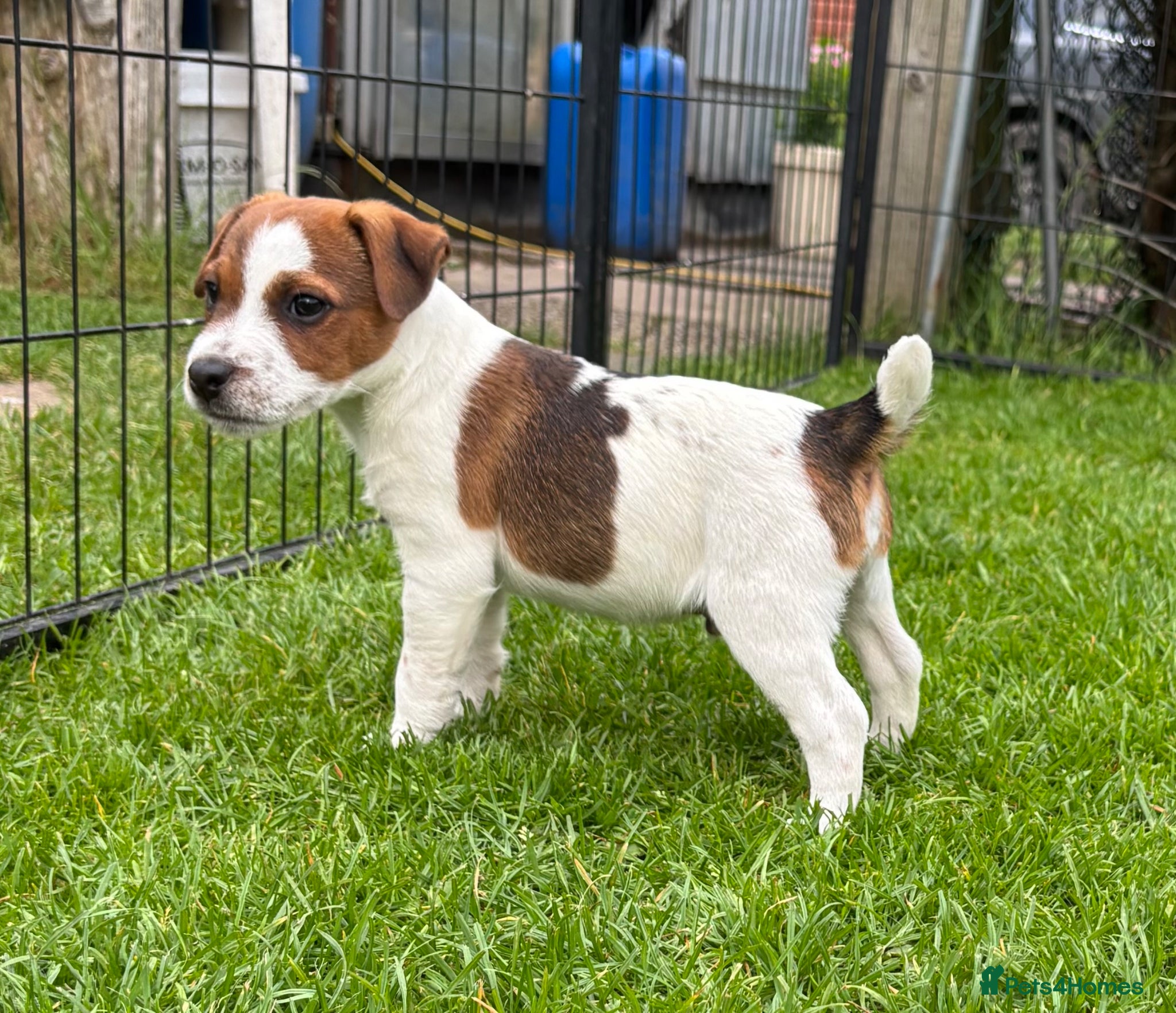 Jack Russell dogs KC Registered Jack Russell Puppies - Advert 1
