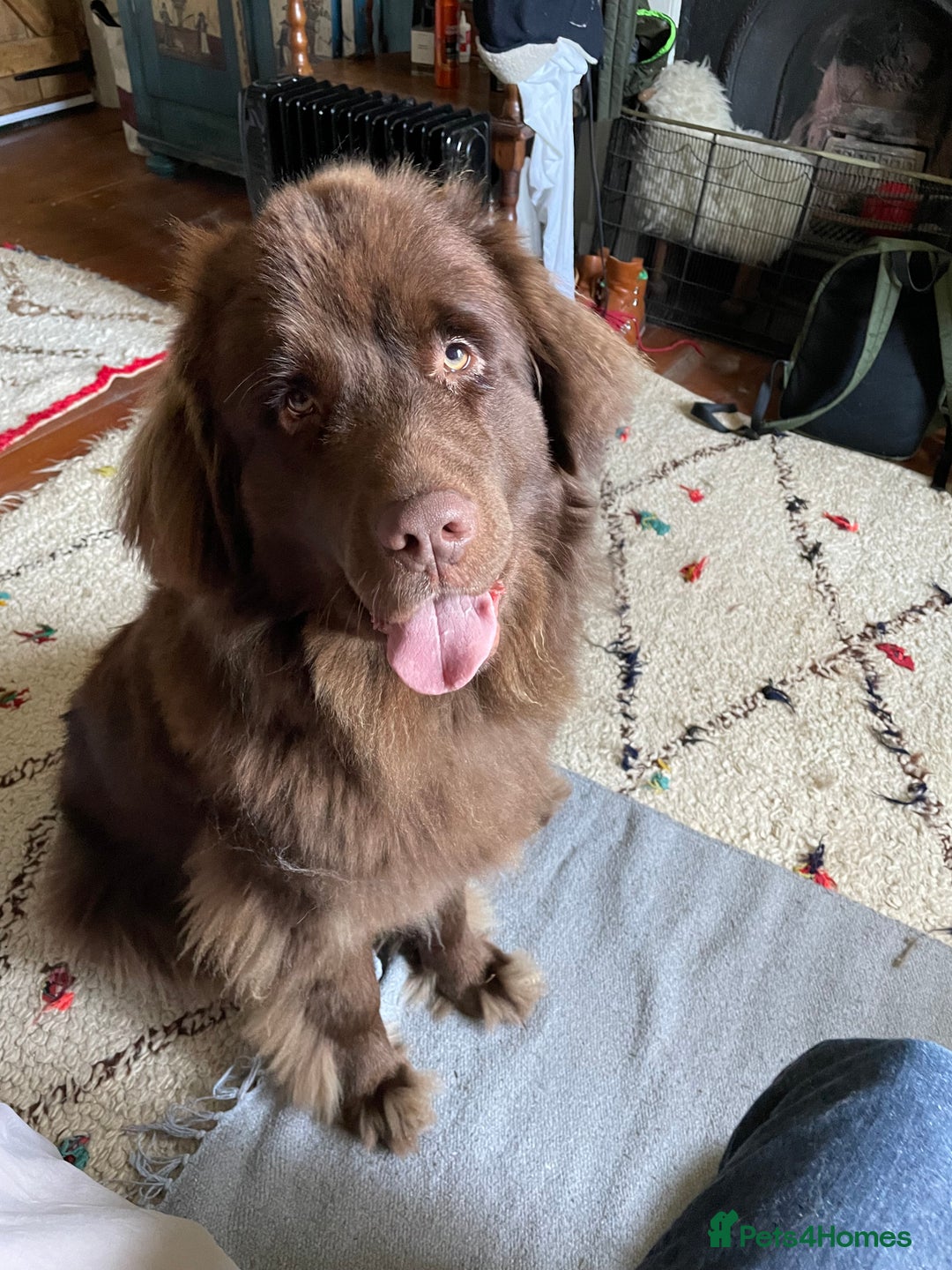 Newfoundland dogs for sale: ✨ Stunning Chocolate Newfoundland Puppies ✨ - Image 13