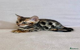 Bengal cats for sale: 🐾 Purebred BENGAL kittens🐾 - Image 2