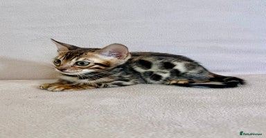 Bengal cats - Advert 5