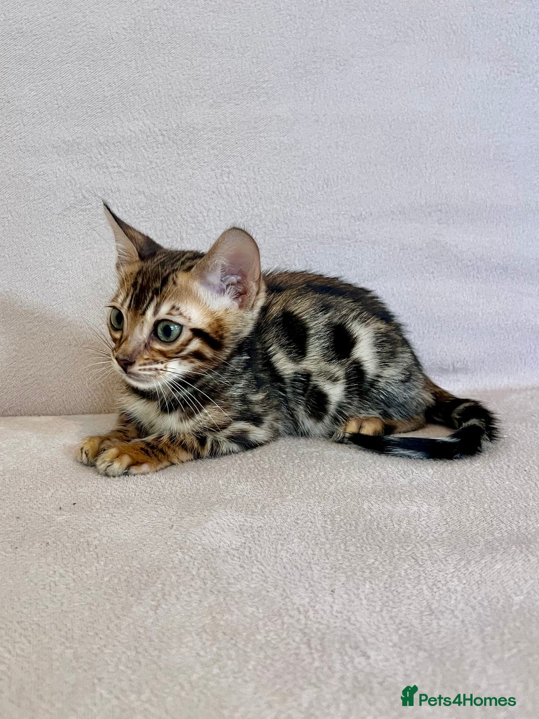 Bengal cats for sale: 🐾 Purebred BENGAL kittens🐾 - Image 2