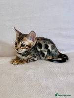 Bengal cats - Advert 1