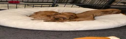 Cavalier King Charles Spaniel dogs for sale: 2 handsome male pups left  - Advert 3