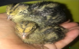 Quail poultry for sale: JUMBO QUAIL CHICKS & SEXED JUMBOS ! - Image 15