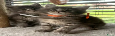 Maine Coon Kitten 3