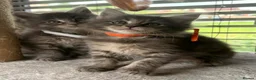 Maine Coon cats for sale: MAINE COON  - Advert 6