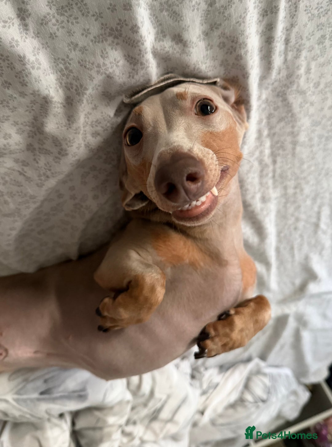 Miniature Dachshund dogs for stud: Read carefully❗️Male miniature Dachshund for Stud  - Advert 1