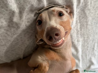 Miniature Dachshund dogs Read carefully❗️Male miniature Dachshund for Stud - Advert 1