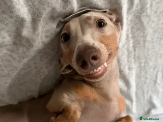 Miniature Dachshund dogs Read carefully❗️Male miniature Dachshund for Stud - Advert 19