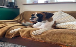 Boxer dogs for sale: KC Registered Boxer puppies  - Image 25