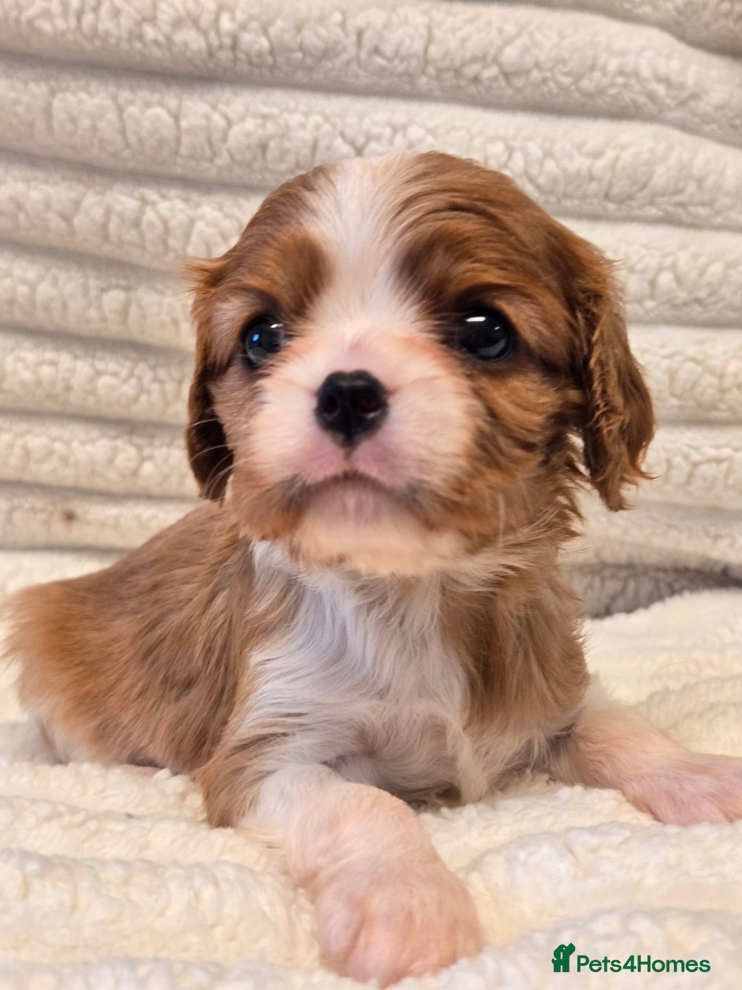 Cavalier King Charles Spaniel dogs for sale: KC Reg fully health tested parents cavvie pups  - Advert 15