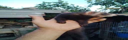 Ferret rodents for sale: Young ferrets for sale  in Aylesbury - Advert 16