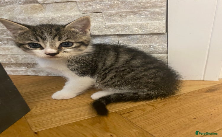 Mixed Breed cats - Advert 15
