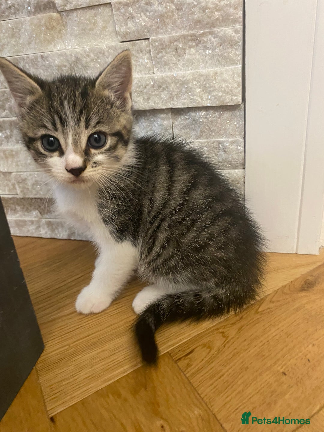 Mixed Breed cats for sale: 2 beautiful male kittens - Image 1