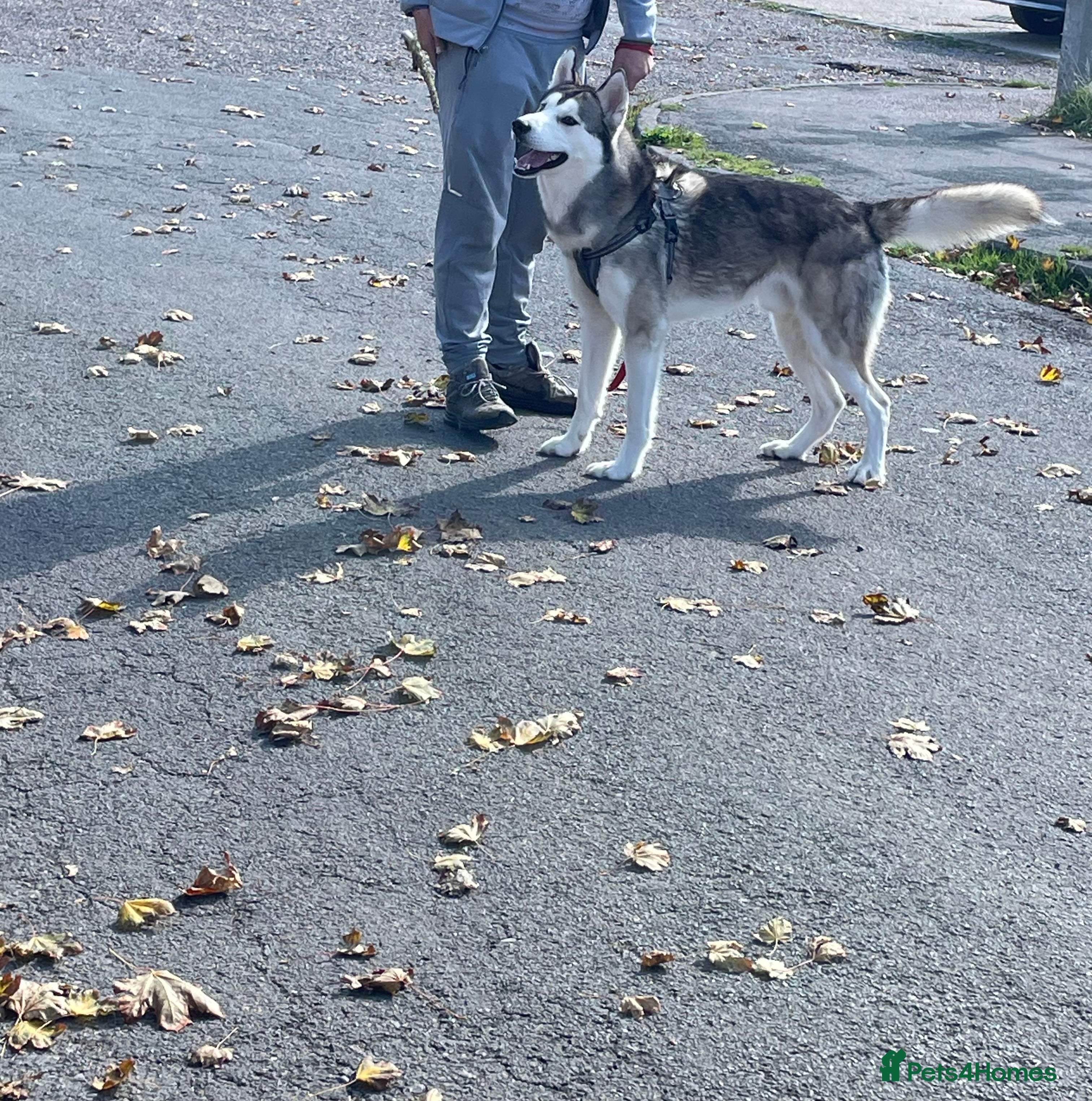 Siberian Husky dogs Beautiful boy needing forever home - Advert 15