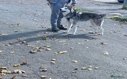 Siberian Husky dogs for sale: Beautiful boy needing forever home - Image 1