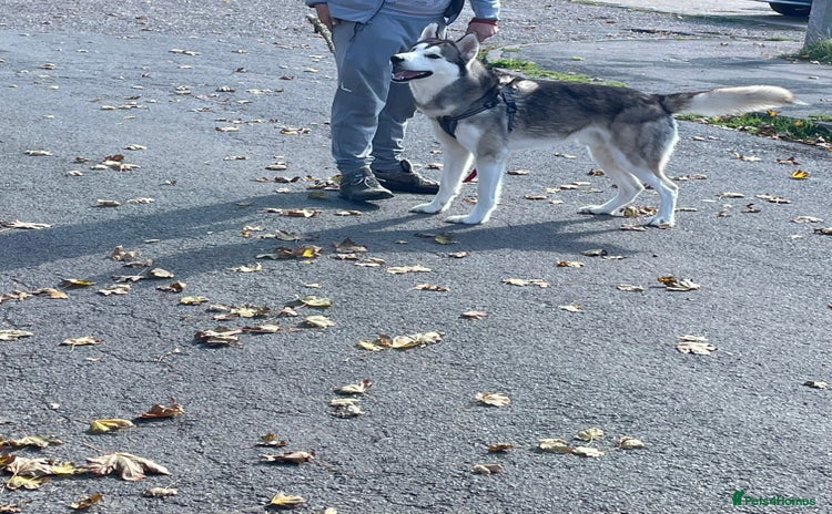 Siberian Husky dogs - Advert 14