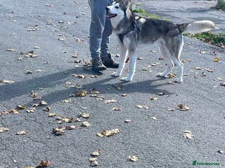 Siberian Husky dogs Beautiful boy needing forever home - Advert 1