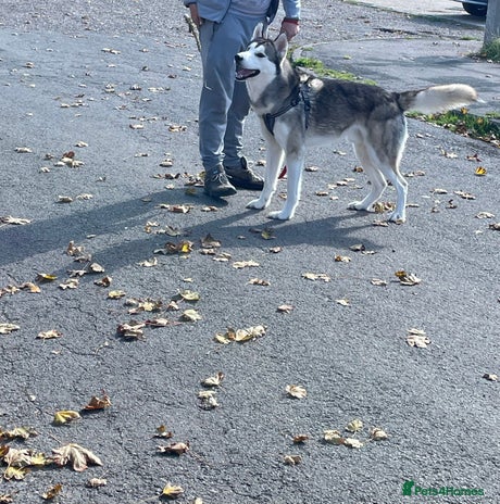 Siberian Husky dogs - Advert 1