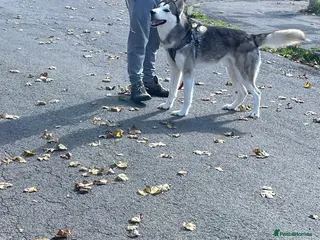 Siberian Husky dogs Beautiful boy needing forever home - Advert 6
