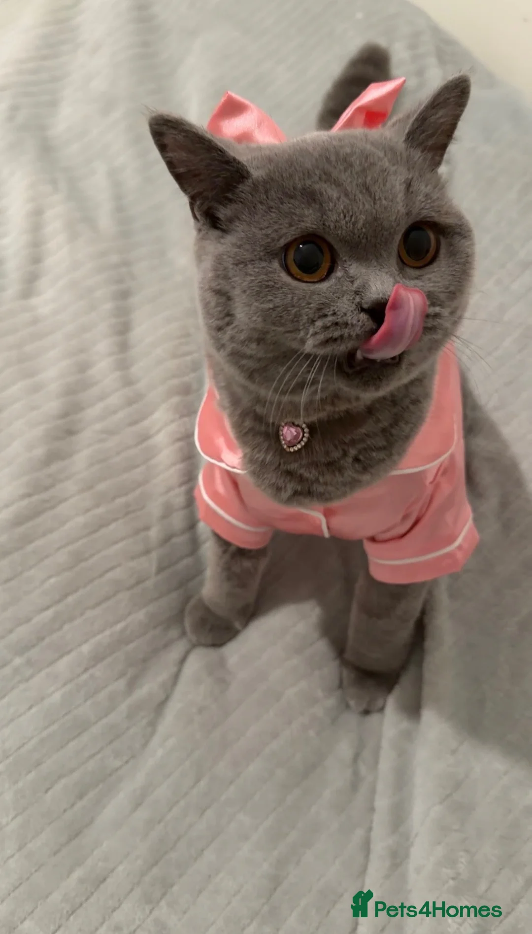 British Shorthair cats for sale: Female British Shorthair  - Advert 2