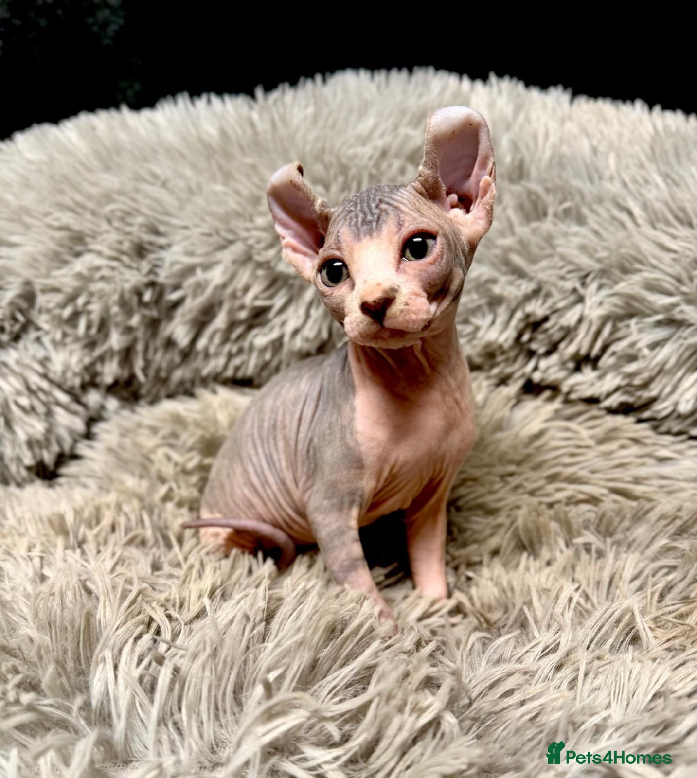 Sphynx cats TICA Reg Sphynx Kittens, Extensive Genetic Testing - Advert 10