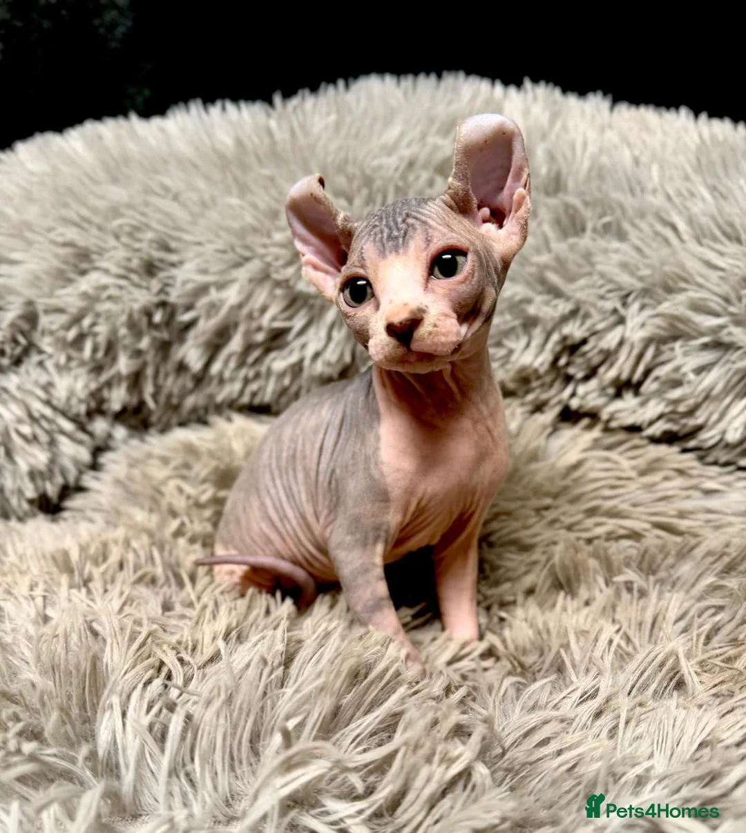 Sphynx cats for sale: TICA Reg Sphynx Kittens, Extensive Genetic Testing - Advert 1